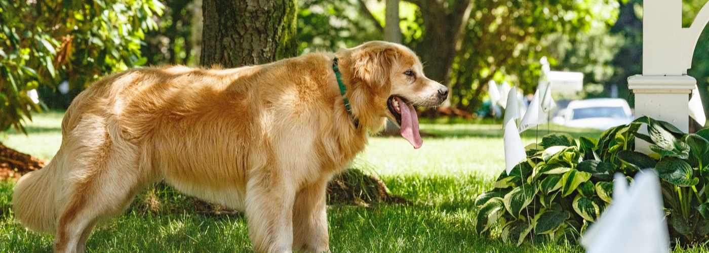 DogWatch of the Old Dominion, Warrenton, Virginia | Outdoor Hidden Dog Fences Slider Image